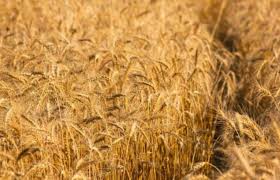 فروش کلش گندم ابی